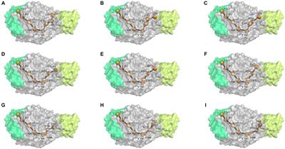 Modifying the amino acids in conformational motion pathway of the α-amylase of Geobacillus stearothermophilus improved its activity and stability